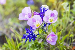 Lampasas, Texas, USA. Pink Evening Primrose and Bluebonnet wildflowers in the Texas Hill