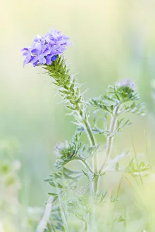 Images Dated 17th June 2021: Lampasas, Texas, USA. Prairie Verbena wildflowers in the Texas Hill Country