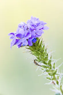 Lampasas, Texas, USA. Prairie Verbena wildflowers in the Texas Hill Country