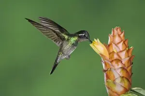 Costa Rican Prints: Lampornis calolaema, male in flight feeding on Spiral Ginger (Costus Pulverulentus)