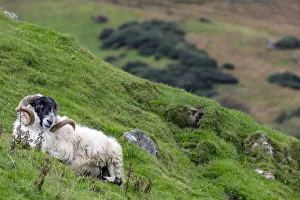 Irish Prints: Lanark blackface ram on the Fanad Peninsula, Ireland