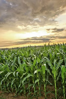 Vegetable Prints: Lancaster County, Pennsylvania. Corn field and a sunset with silver clouds
