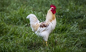 Pennsylvania Prints: Lancaster County, Pennsylvania. Red Rooster, white with tan neck and speckled brown
