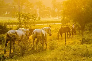 Barbed Prints: Lancaster County, Pennsylvania. Team of horses walk along a fence