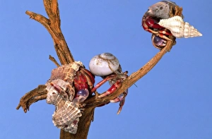 Land Hermit Crab, Coenobita clypeatus, Native to Florida