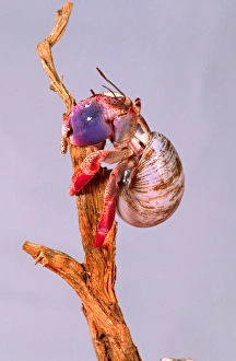 Images Dated 28th February 2007: Land Hermit Crab Coenobita clypeatus Native to Florida