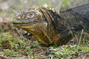 Images Dated 23rd February 2006: Land Iguana (Conolophus subcristatus), North Seymour Island, Galapagos National Park
