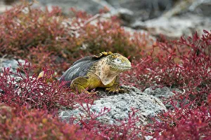Galapagos Prints: A land iguana, Conolophus Subcristatus. South Plaza Island, Galapagos, Ecuador