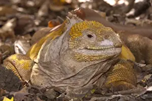 Images Dated 6th December 2008: Land Iguana (Conolophus subcristatus) Base of Wolf Volcano