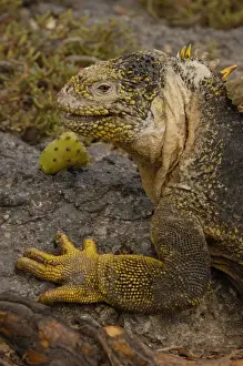 Land Iguana (Conolophus subcristatus) South Plaza Island Galapagos Islands