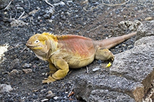 Santa Cruz Prints: Land iguana at Darwin Center, Santa Cruz Island, Galapagos Islands