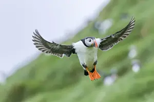 Puffin Prints: Landing in a colony. Atlantic Puffin (Fratercula arctica) in a puffinry on Mykines