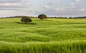 Portugal Prints: Landscape with fields of grain near Mertola in the nature reserve Parque Natural