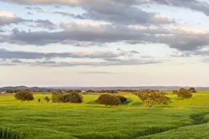 Landscape with fields of grain near Mertola in the nature reserve Parque Natural
