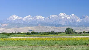 Sunflower Prints: Landscape in the foothills of the Fergana mountain range (Ferganskij xrebet