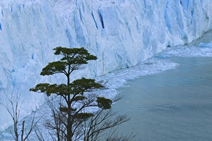 Melt Prints: Landscape of Glacier Moreno, near El Calafate, Patagonia, Argentina
