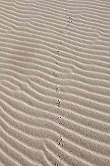 Landscape of glistening white gypsum sand dunes of White Sands National Monument