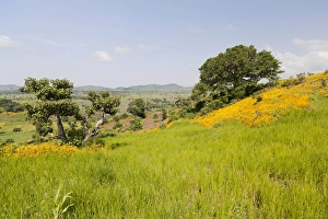 Images Dated 20th September 2010: Landscape between Gonder and Lake Tana in Ethiopia