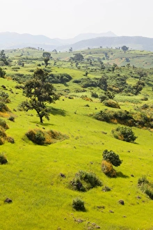 Images Dated 20th September 2010: Landscape between Gonder and Lake Tana in Ethiopia. This fertile region is farmed