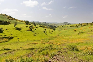 Amhara Prints: Landscape between Gonder and Lake Tana in Ethiopia. This fertile region is farmed