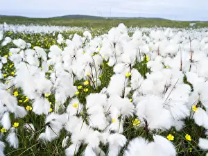Images Dated 29th June 2014: Landscape on the island of North Uist (Uibhist a Tuath) in the Outer Hebrides