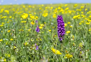 Images Dated 26th June 2014: Landscape on the island of South Uist (Uibhist a Deas) in the Outer Hebrides