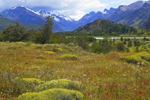 Images Dated 24th April 2009: Landscape of meadow, snow mountain valley in the distance, National Park Los Glaciares