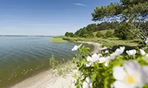 Germany Prints: Landscape near Gnitz at the nature reserve Weisser Berg on the island Usedom. Europe