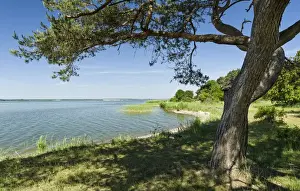 Germany Prints: Landscape near Gnitz at the nature reserve Weisser Berg on the island Usedom. Europe