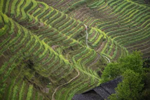Terraced Prints: Landscape of rice
