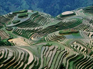 Images Dated 1st December 2004: Landscape of rice terraces in the mountain, Longji, Guangxi Province, China