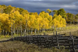 Images Dated 29th September 2016: Landscape, Scenic, Populus tremuloides, us06 aje0181