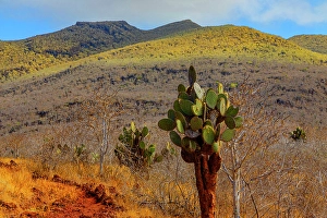 Isabela Island Prints: Landscape shot taken at the highest elevation of Isabela Island above Darwin Lake and Tagus Cove