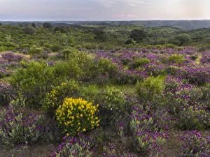Landscape with Spanish lavender (Lavandula stoechas, French lavender, topped lavender) Landscape with Spanish lavender (Lavandula stoechas, French lavender, topped lavender)