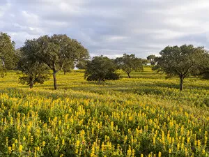 Portugal Collection: Landscape with wildflower meadow near Mertola in the nature reserve Parque Natural