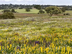 Portugal Gallery: Landscape with wildflower meadow near Mertola in the nature reserve Parque Natural