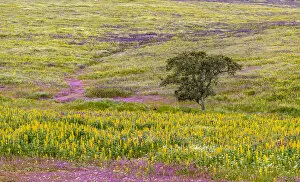 Portugal Collection: Landscape with wildflower meadow near Mertola in the nature reserve Parque Natural