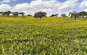 Portugal Prints: Landscape with wildflower meadow near Mertola in the nature reserve Parque Natural