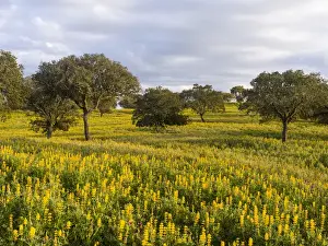 Portugal Prints: Landscape with wildflower meadow near Mertola in the nature reserve Parque Natural