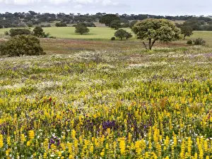 Portugal Prints: Landscape with wildflower meadow near Mertola in the nature reserve Parque Natural