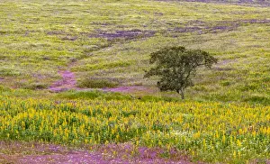 Portugal Prints: Landscape with wildflower meadow near Mertola in the nature reserve Parque Natural