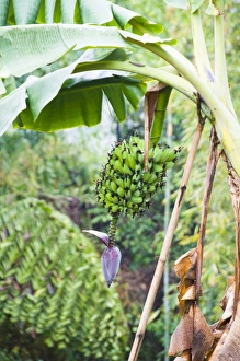 Bunch Prints: Langmeing Village, Nagaland, northeast India, a banana plant, with a bunch of green