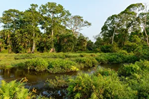 Lango Bai. Odzala-Kokoua National Park. Cuvette-Ouest Region. Republic of the Congo