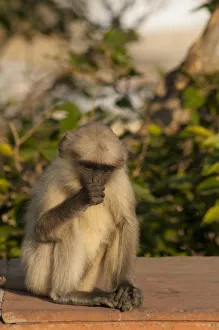 Jaipur Prints: Langur Monkey, Amber Fort, Jaipur, Rajasthan, India