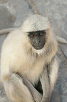 Langur Monkey, Amber Fort, Jaipur, Rajasthan, India