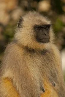 Images Dated 21st November 2012: Langur Monkey, Amber Fort, Jaipur, Rajasthan, India