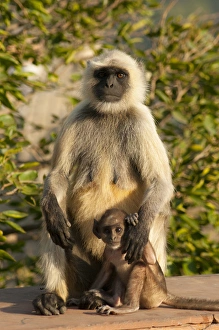 Images Dated 21st November 2012: Langur Monkey, Amber Fort, Jaipur, Rajasthan, India