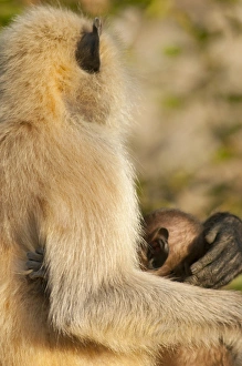 Langur Monkey, Amber Fort, Jaipur, Rajasthan, India