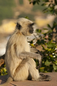 Images Dated 21st November 2012: Langur Monkey, Amber Fort, Jaipur, Rajasthan, India