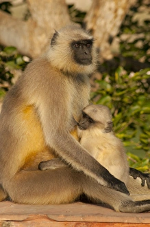 Langur Monkey, Amber Fort, Jaipur, Rajasthan, India